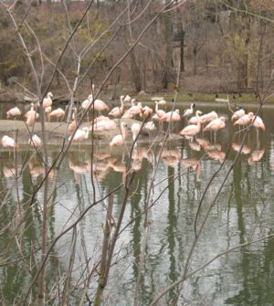 Flamingos Nueva York EEUU