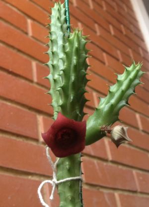 Mi Cactus (Myrtillocactus Geometrizans) Floreciendo