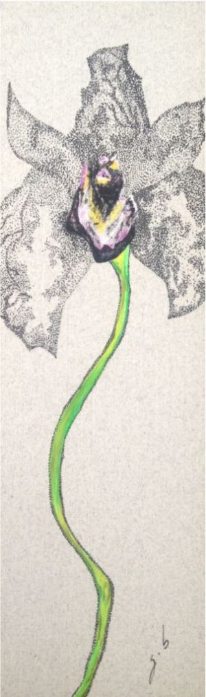 Orquídea Negra Portafolio