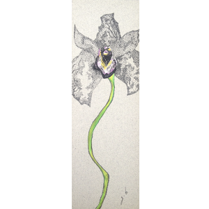Orquidea Negra